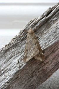 March Moth (Alsophila aescularia) Steve Gale